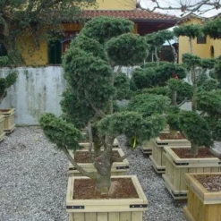 Libanonceder Als Bonsai (Cedrus Libani) 12 Libanonceder Als Bonsai (Cedrus Libani) -Tuin Glimmer Verkoop 20101210105909 6