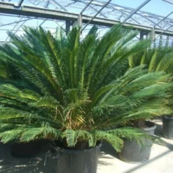 Cycaspalm (Cycas Revoluta) -Tuin Glimmer Verkoop 20101212150045 5