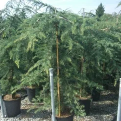 Treurceder (Cedrus Deodara 'Pendula') -Tuin Glimmer Verkoop 20101212154242 13