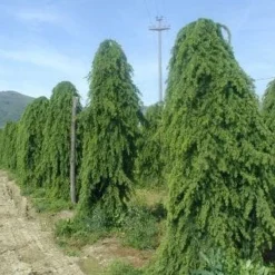 Treurceder (Cedrus Deodara 'Pendula') -Tuin Glimmer Verkoop 20101212154305 13