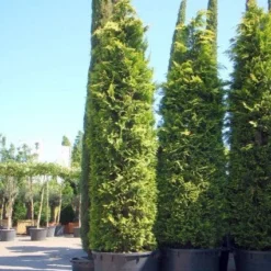 Gele Haagconifeer (Chamaecyparis Lawsoniana 'Ivonne') 18 Gele Haagconifeer (Chamaecyparis Lawsoniana 'Ivonne') -Tuin Glimmer Verkoop 20101212171752 10 1