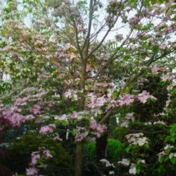 Amerikaanse Kornoelje (Cornus Florida 'Rubra') 16 Amerikaanse Kornoelje (Cornus Florida 'Rubra') -Tuin Glimmer Verkoop 20101213094837 7