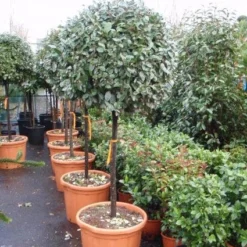 Olijfwilg Op Stam (Elaeagnus Ebbingei) -Tuin Glimmer Verkoop 20101213141424 3