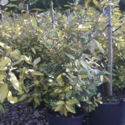 Olijfwilg (Elaeagnus Ebbingei 'Elaeador')