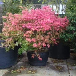 Kardinaalshoed (Euonymus Alatus) -Tuin Glimmer Verkoop 20101213160900 55 11