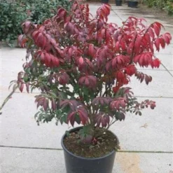 Kardinaalshoed (Euonymus Alatus 'Compactus')