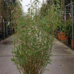 Niet Woekerende Bamboe (Fargesia Murieliae 'Bimbo') 27 Niet Woekerende Bamboe (Fargesia Murieliae 'Bimbo') -Tuin Glimmer Verkoop 20101215104356 4