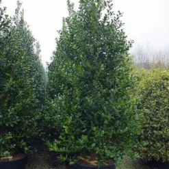 Gewone Hulst (Ilex Aquifolium) -Tuin Glimmer Verkoop 20101215152933 12 1