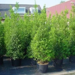 Hulst (Ilex Aquifolium 'Silver Queen') -Tuin Glimmer Verkoop 20101215153306 11 1