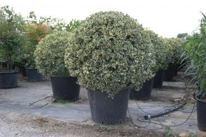 Bonte Hulst In Bolvorm (Ilex Aquifolium 'Argentea Marginata') 6 Bonte Hulst In Bolvorm (Ilex Aquifolium 'Argentea Marginata') - Afbeelding 4