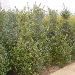 Blauwe Hulst (Ilex Meserveae 'Blue Prince') -Tuin Glimmer Verkoop 20101215164749 10