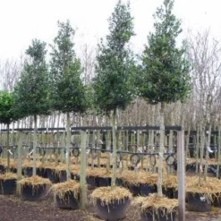 Hulst Als Boom (Ilex 'Nellie R. Stevens') 17 Hulst Als Boom (Ilex 'Nellie R. Stevens') -Tuin Glimmer Verkoop 20101215170614 8 1