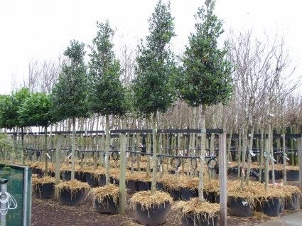 Hulst Als Boom (Ilex 'Nellie R. Stevens') 5 Hulst Als Boom (Ilex 'Nellie R. Stevens') - Afbeelding 3