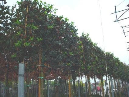 Amerikaanse Hulst Als Leiboom (Ilex 'Nellie R. Stevens') 3 Amerikaanse Hulst Als Leiboom (Ilex 'Nellie R. Stevens')