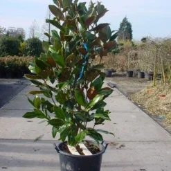 Tuin Glimmer Verkoop -Tuin Glimmer Verkoop 20101217145947 85 17