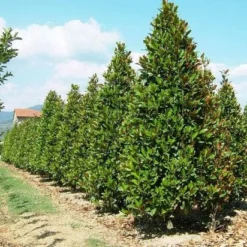 Magnolia (Magnolia Grandiflora 'Gallissoniere') 20 Magnolia (Magnolia Grandiflora 'Gallissoniere') -Tuin Glimmer Verkoop 20101217150008 85 17