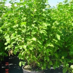 Tuin Glimmer Verkoop -Tuin Glimmer Verkoop 20101217150826 9