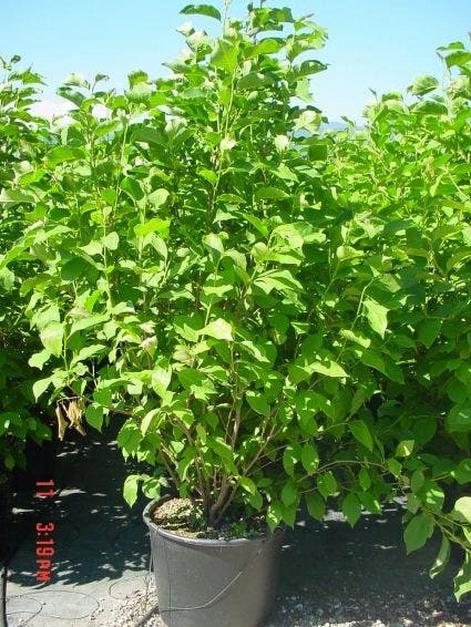 Beverboom (Magnolia 'Heaven Scent') 3 Beverboom (Magnolia 'Heaven Scent') - Afbeelding 2