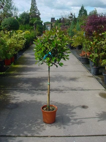 Glansmispel Op Stam (Photinia Fraseri 'Red Robin') 4 Glansmispel Op Stam (Photinia Fraseri 'Red Robin') - Afbeelding 2