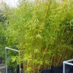 Bamboe (Phyllostachys Aureosulcata 'Spectabilis') 17 Bamboe (Phyllostachys Aureosulcata 'Spectabilis') -Tuin Glimmer Verkoop 20101220163030 7 1