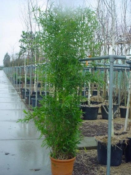 Bamboe (Phyllostachys Bissetii) 3 Bamboe (Phyllostachys Bissetii) - Afbeelding 2