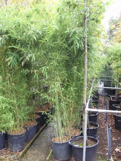 Bamboe (Phyllostachys Viridiglaucescens) 4 Bamboe (Phyllostachys Viridiglaucescens) - Afbeelding 2