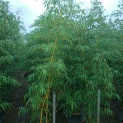 Bamboe (Phyllostachys Vivax 'Aureocaulis') -Tuin Glimmer Verkoop 20101220170619 7