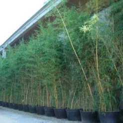 Bamboe (Phyllostachys Vivax 'Aureocaulis') -Tuin Glimmer Verkoop 20101220170631 7