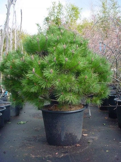 Bolvormige Den (Pinus Nigra 'Brepo') 3 Bolvormige Den (Pinus Nigra 'Brepo')