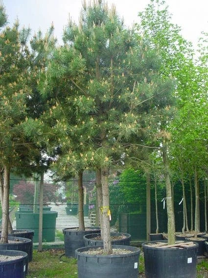 Grove Den (Pinus Sylvestris) 3 Grove Den (Pinus Sylvestris)