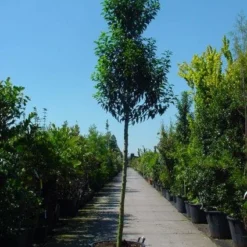 Portugese Laurier Als Boom (Prunus Lusitanica 'Angustifolia') 17 Portugese Laurier Als Boom (Prunus Lusitanica 'Angustifolia') -Tuin Glimmer Verkoop 20101221161730 7