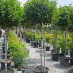 Portugese Laurier Op Stam (Prunus Lusitanica 'Angustifolia') 10 Portugese Laurier Op Stam (Prunus Lusitanica 'Angustifolia') -Tuin Glimmer Verkoop 20101221164022 5