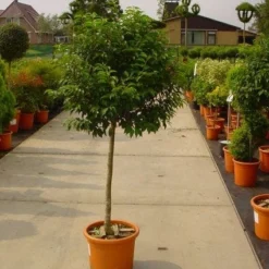 Portugese Laurier Op Stam (Prunus Lusitanica 'Angustifolia') 9 Portugese Laurier Op Stam (Prunus Lusitanica 'Angustifolia') -Tuin Glimmer Verkoop 20101221164320 5