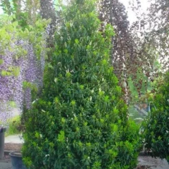 Portugese Laurier, Piramide (Prunus Lusitanica ) -Tuin Glimmer Verkoop 20101221164936 8