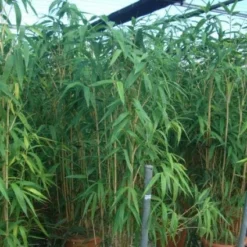 Bamboe (Pseudosasa Japonica) -Tuin Glimmer Verkoop 20101224133625 11