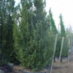 Oostenrijkse Eik (Quercus Turneri 'Pseudoturneri')