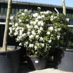 Rhododendron (Rhododendron 'Cunningham White') 36 Rhododendron (Rhododendron 'Cunningham White') -Tuin Glimmer Verkoop 20101227172754 8