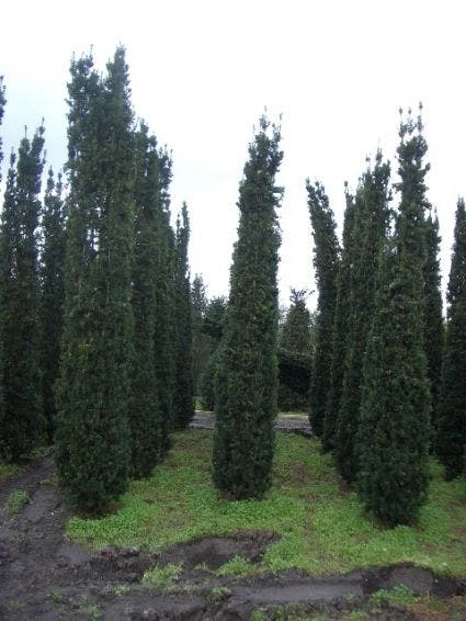 Zuiltaxus (Taxus Baccata 'Fastigiata Robusta') 3 Zuiltaxus (Taxus Baccata 'Fastigiata Robusta')