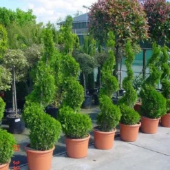 Conifeer Als Spiraal (Thuja Occidentalis 'Smaragd') -Tuin Glimmer Verkoop 20101230133027 3 1