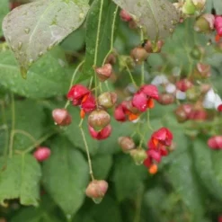 Kardinaalsmuts (Euonymus Planipes) -Tuin Glimmer Verkoop 20110731134608 5
