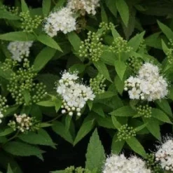 Tuin Glimmer Verkoop -Tuin Glimmer Verkoop 20110731140333 1