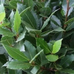 Echte Laurier Op Stam (Laurus Nobilis) -Tuin Glimmer Verkoop 20110822170724 4