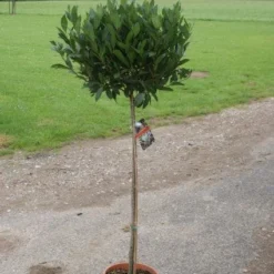 Echte Laurier Op Stam (Laurus Nobilis) -Tuin Glimmer Verkoop 20110822170745 4