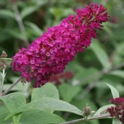 Tuin Glimmer Verkoop 10 Vlinderstruik (Buddleja 'Miss Ruby')