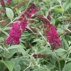 Tuin Glimmer Verkoop -Tuin Glimmer Verkoop 20120123135319 1