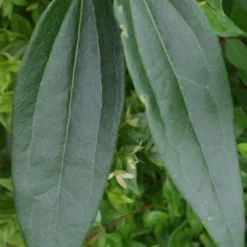 Bosrank, Groenblijvend (Clematis Armandii) -Tuin Glimmer Verkoop 20120211132337 5