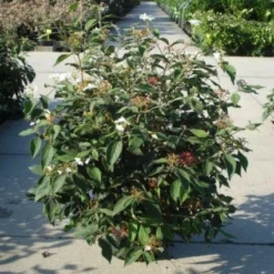 Sneeuwbal (Viburnum Plicatum 'Watanabe') -Tuin Glimmer Verkoop 20120213095627 8