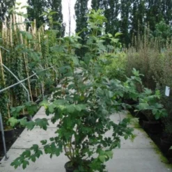 Sneeuwbal (Viburnum Opulus 'Roseum') -Tuin Glimmer Verkoop 20120213095949 9