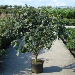 Sneeuwbal (Viburnum Carlcephalum) -Tuin Glimmer Verkoop 20120213100404 11