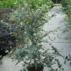 Sneeuwbal (Viburnum Burkwoodii) -Tuin Glimmer Verkoop 20120213100608 14